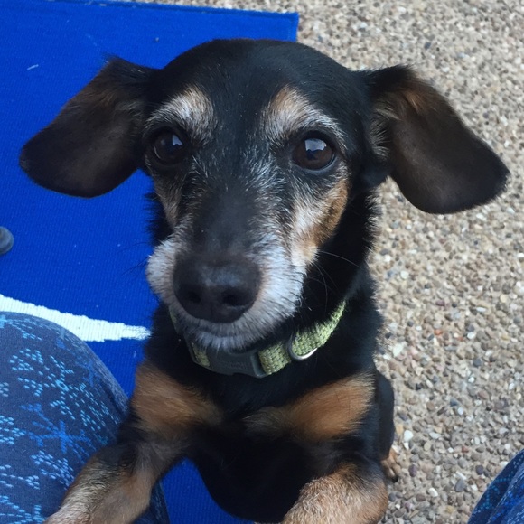 Meet your Poshers, Tracey and BeanieDoodle - Picture 2 of 15